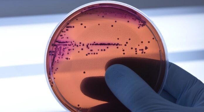Medicamento promissor pode combater a resistência bacteriana aos antibióticos saude