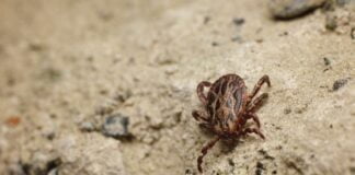 Surto de febre maculosa em Campinas preocupa autoridades locais