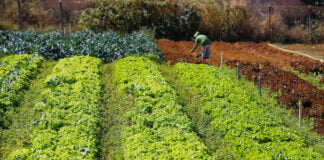 Ministério do Desenvolvimento Agrário e Agricultura Familiar Lançará o Programa Mais Gestão em Setembro