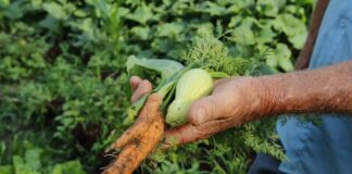 Lei promove agricultura urbana e periurbana