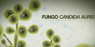 Infecção pelo fungo Candida auris cresce e preocupa especialistas
