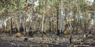 Aumento do desmatamento no Cerrado reforça necessidade de plano específico, aponta WWF-Brasil