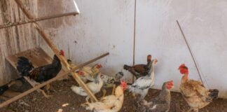 Governo declara situação de emergência zoossanitária no DF