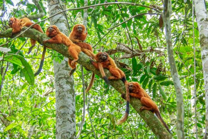 Associação Mico-Leão-Dourado comemora crescimento da espécie após surto de febre amarela mundo