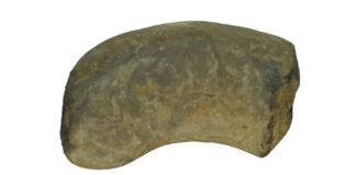 Parasitas são encontrados em fóssil de réptil antigo