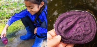 Estudante de design industrial cria ferramenta natural para detectar contaminantes na água