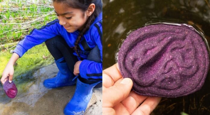 Estudante de Design Industrial Cria Ferramenta Natural para Detectar Contaminantes na Água tecnologia