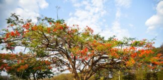 Primavera Chega ao Hemisfério Sul: Equinócio Marca a Mudança de Estação