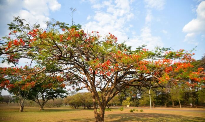 Primavera Chega ao Hemisfério Sul: Equinócio Marca a Mudança de Estação brasilia