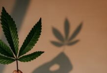 STJ adia novamente prazo para cultivo e importação de cannabis medicinal