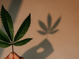 STJ adia novamente prazo para cultivo e importação de cannabis medicinal