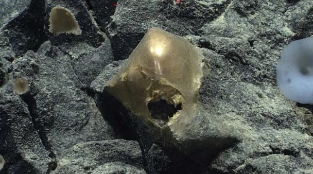 Descoberto "Ovo Dourado" nas Profundezas do Golfo do Alasca Intriga Cientistas tecnologia