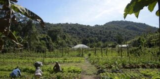 Nova Lei Institui Política Nacional de Estímulo ao Empreendedorismo do Jovem do Campo