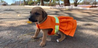 SLU promove adoção de animais abandonados em suas unidades