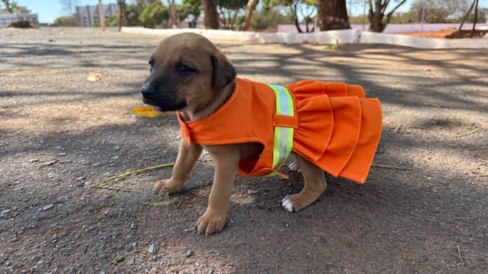 SLU promove adoção de animais abandonados em suas unidades brasilia