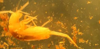 Inseto raro de 1 milímetro é encontrado em caverna no Pará e mobiliza pesquisadores