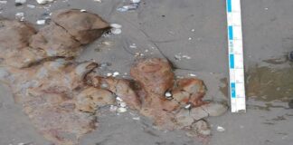 Pegadas de Dinossauros de 125 Milhões de Anos São Descobertas em Praia da Inglaterra