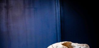 Zoológico comemora aniversário do Museu de Ciências Naturais