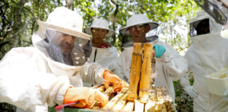 Brasília recebe Congresso Nacional de Apicultura e Meliponicultura