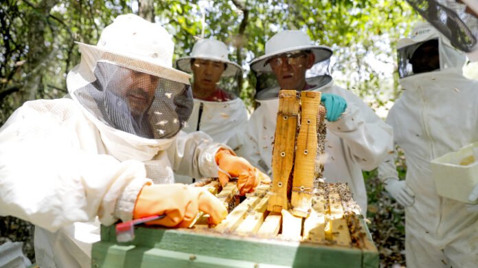 Brasília recebe Congresso Nacional de Apicultura e Meliponicultura brasilia