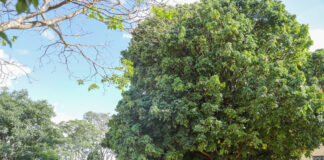 Professores da rede pública do Gama se formam como terapeutas comunitários