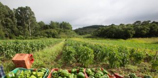 Empresas e produtores rurais impulsionados por crédito de R$ 140 milhões