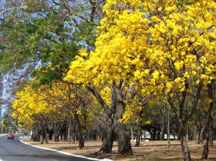 Depois de quatro anos, DF recebe o 8º FestFlor Brasil brasillia