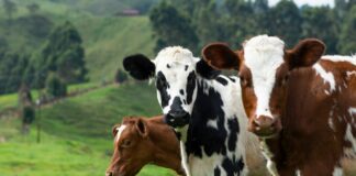 Nutriente Encontrado em Carne e Laticínios Melhora Resposta Imunológica ao Câncer