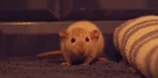 Chuvas acendem alerta para riscos de contaminação por leptospirose