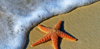 Estrelas-do-mar: um enigma anatômico revela descobertas surpreendentes sobre a biologia marinha