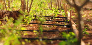 Edital seleciona terras para serem unidades demonstrativas de irrigação