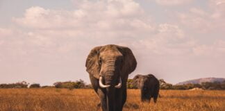 Extinção de mamíferos gigantes impactou evolução de plantas e predadores