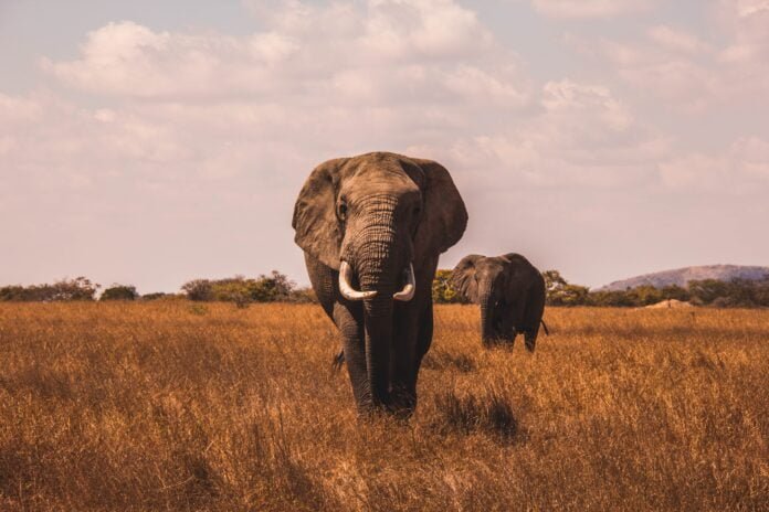 Extinção de Mamíferos Gigantes Impactou Evolução de Plantas e Predadores tecnologia animal