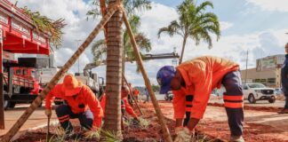 Sol Nascente/Pôr do Sol recebe projeto de arborização com mudas do Cerrado