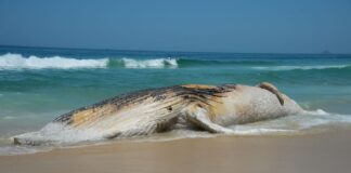 ICMBio lança guia de eutanásia para mamíferos aquáticos encalhados