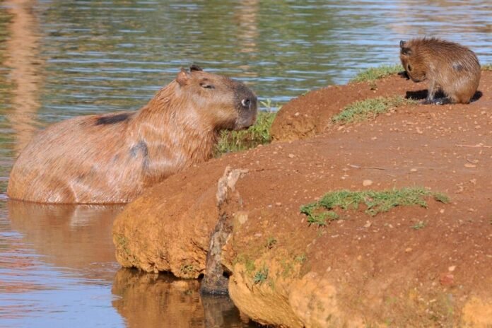 GDF cria comissão para investigação e monitoramento de capivaras brasilia