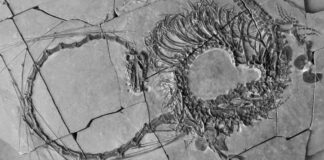 Descoberta revela “dragão” marinho de 240 milhões de anos