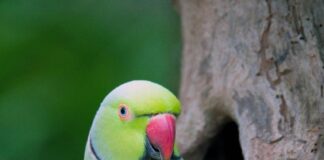 Participe da regulamentação da criação em cativeiro de fauna exótica no DF