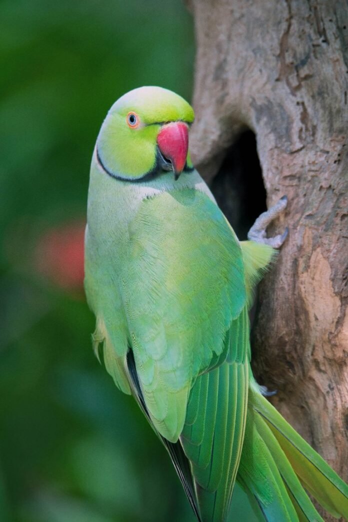 Participe da regulamentação da criação em cativeiro de fauna exótica no DF brasilia