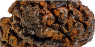 Pesquisadores de Oxford realizam estudos sobre cérebros preservados por milhares de anos