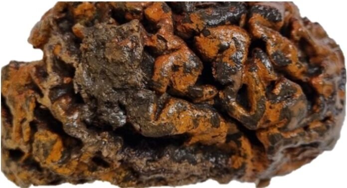Equipe de Pesquisadores de Oxford Realiza Estudo sobre Cérebros Preservados por Milhares de Anos tecnologia