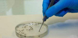 Casos de febre Oropouche se espalham pelo Brasil