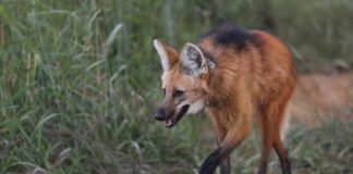 Mais de 1,5 mil animais silvestres já foram resgatados em estradas do DF em 2024