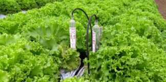 Irrigação automatizada é o foco do Circuito de Olericultura na AgroBrasília