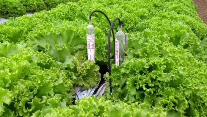 Irrigação automatizada é o foco do Circuito de Olericultura na AgroBrasília brasilia