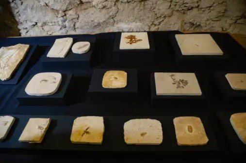 Museu Nacional do Rio recebe doação de coleção de fósseis mundo