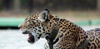 Brasil implementa necanismos de conservação para espécies ameaçadas