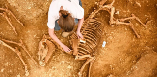 Arqueólogos descobrem sepulturas antigas com 28 cavalos na França