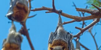 Cresce a preocupação com a proximidade entre Humanos e Morcegos