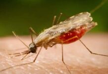 Brasil registra queda de 30% nas mortes por malária em 2025